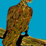 goldeneagle